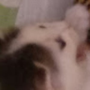 Meet your Posher, Chu